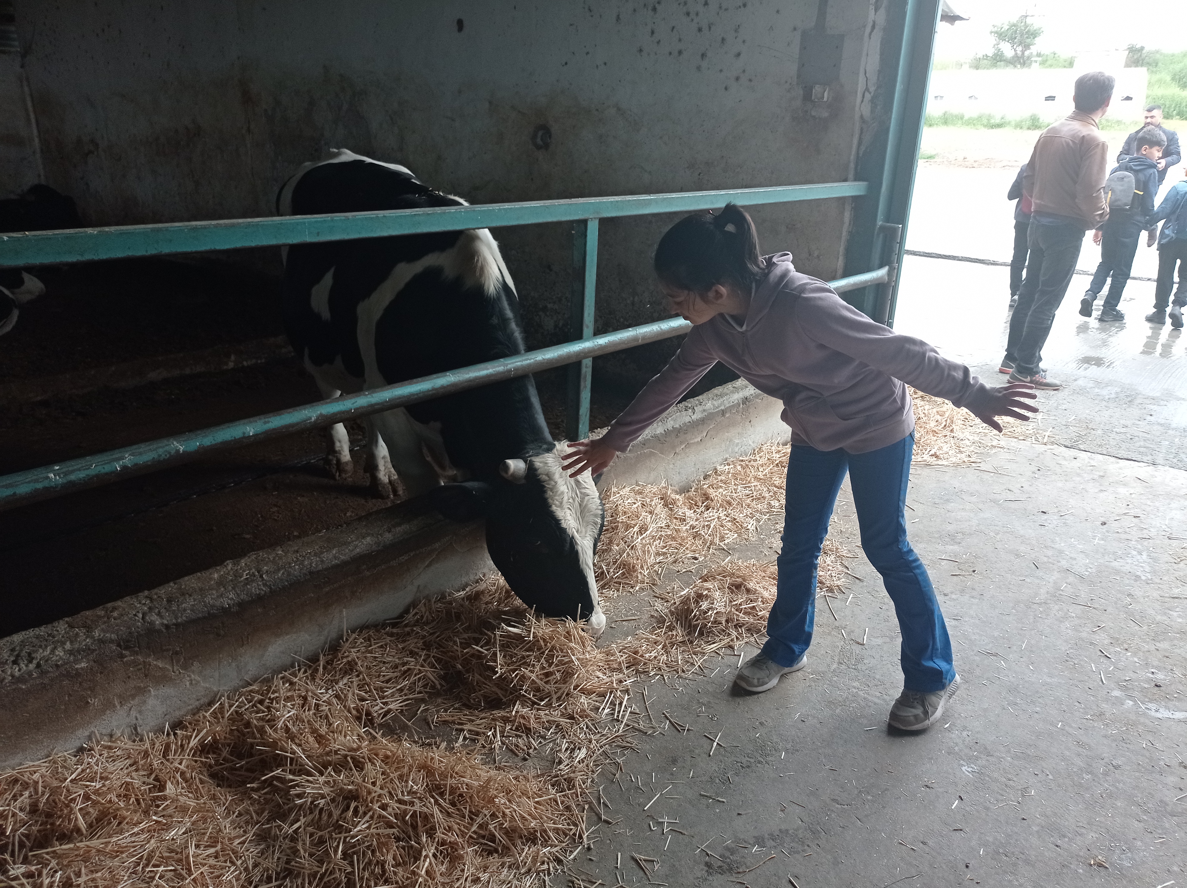 KSÜ Çocuk Eğitimi Uygulama ve Araştırma Merkezi Faaliyetleri Çiftlik Hayvanları 15.05.2022