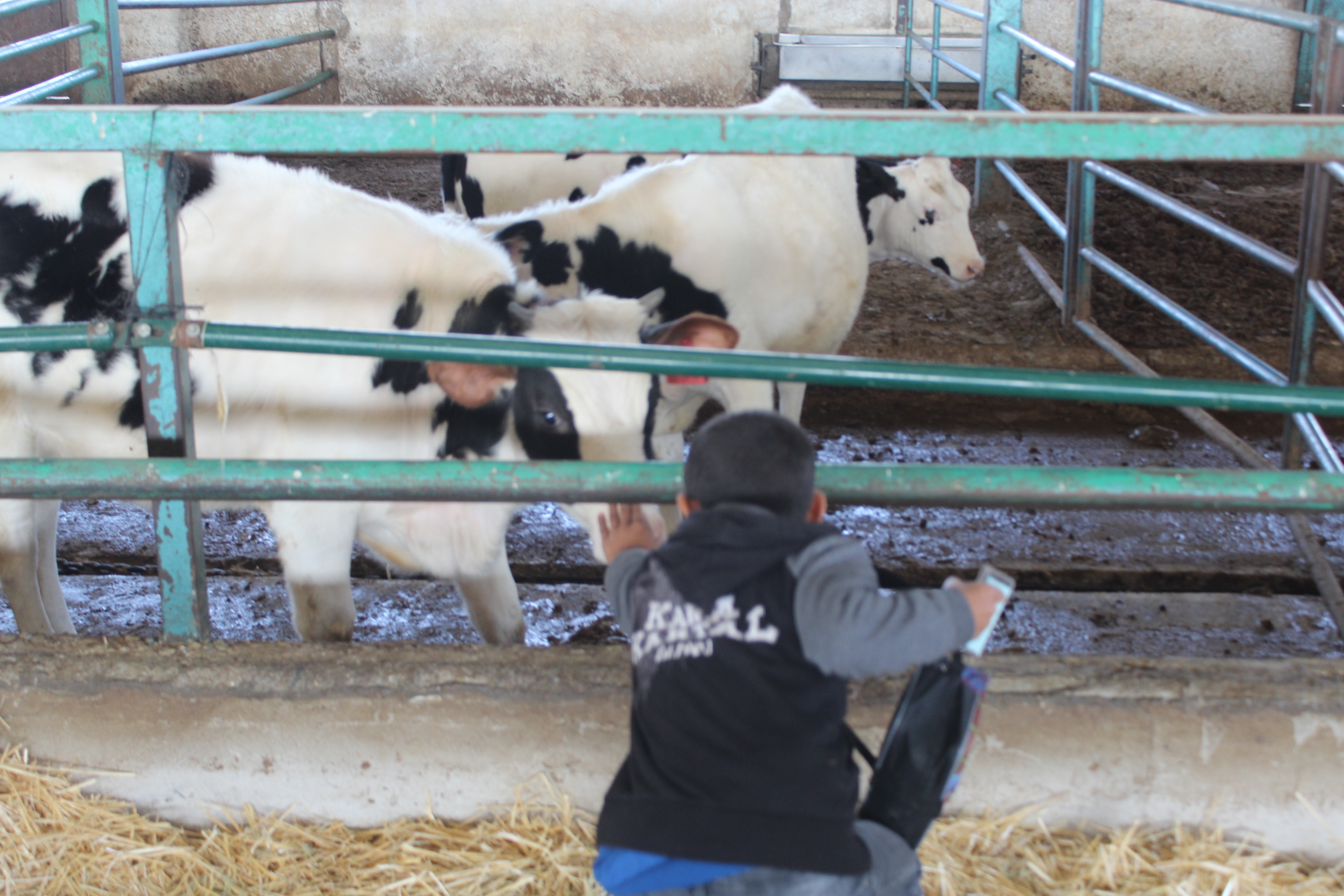 2019 Güz Dönemi Çocuk Eğitimi Uygulama ve Araştırma Merkezi Eğitim- Öğretim Faaliyetleri Çiftlik Hayvanlarını Tanıyalım 
