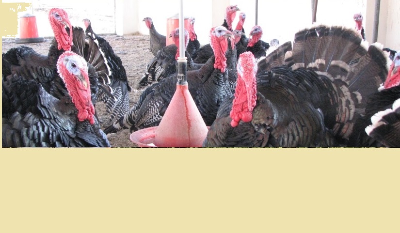 HAYMER Bronz (siyah) Hindiler