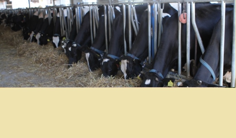 HAYMER Sığırcılık 2