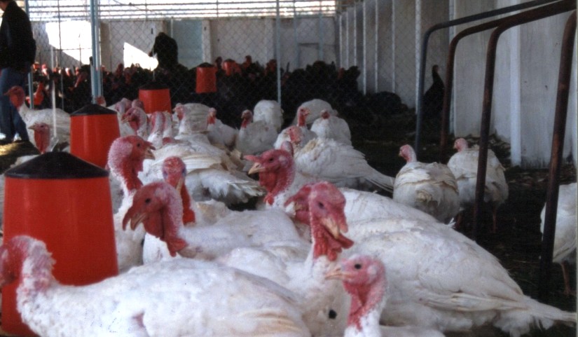 Haymer Bayz hindiler