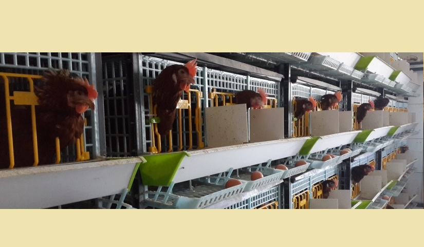 Kanatlılar-Yumurta tavukları1