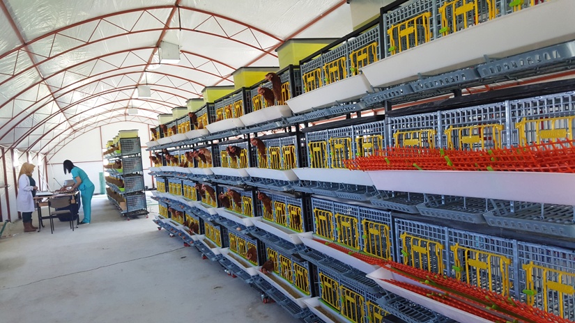 Kanatlılar kafesler 1