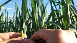 Öğrenciler Melezleme Yaparken