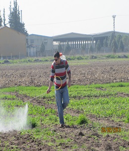 Ziya Hoca Melez Bahçesinde