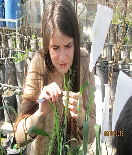 Öğrenciler Melezleme Yaparken