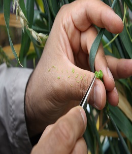 Öğrenciler Melezleme Yaparken